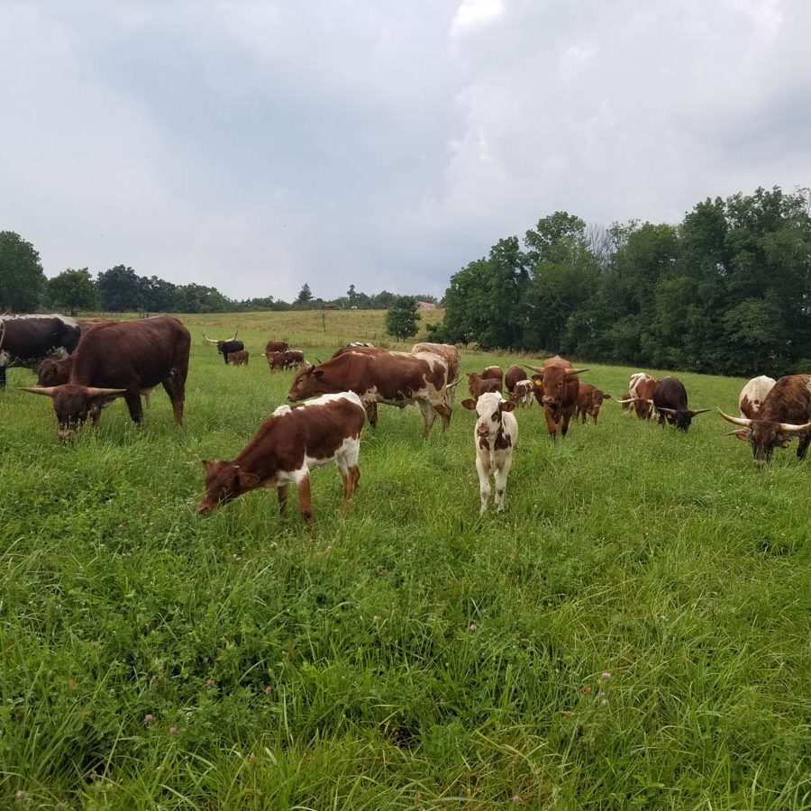 Longhorn steer grazing in a field at Mt. Airy Beef farm in Somerset, Perry County, Ohio.