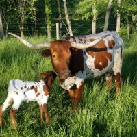 Longhorn steer and her calf grazing in tall grass at Mt. Airy Beef Farm in Somerset, Perry County, Ohio.