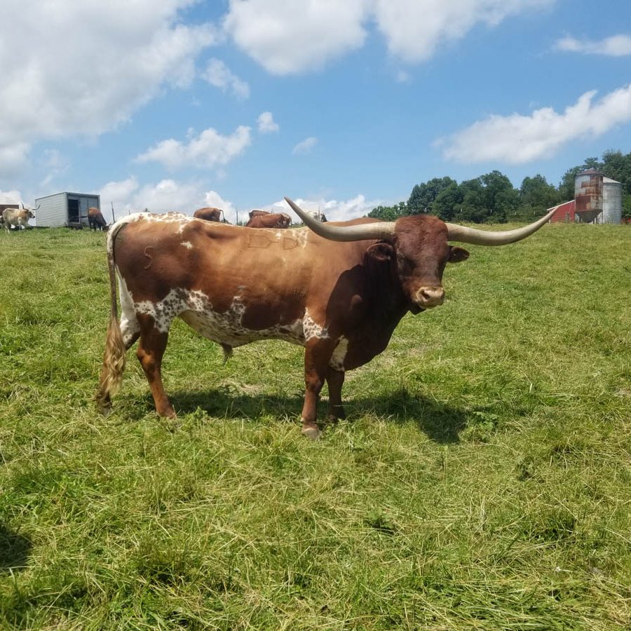 Longhorn steer looking to camera while grazing in a field at Mt. Airy Beef farm in Somerset, Perry County, Ohio.