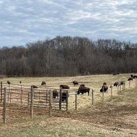 Bison grazing in rolling field at Cherokee Valley Bison Ranch