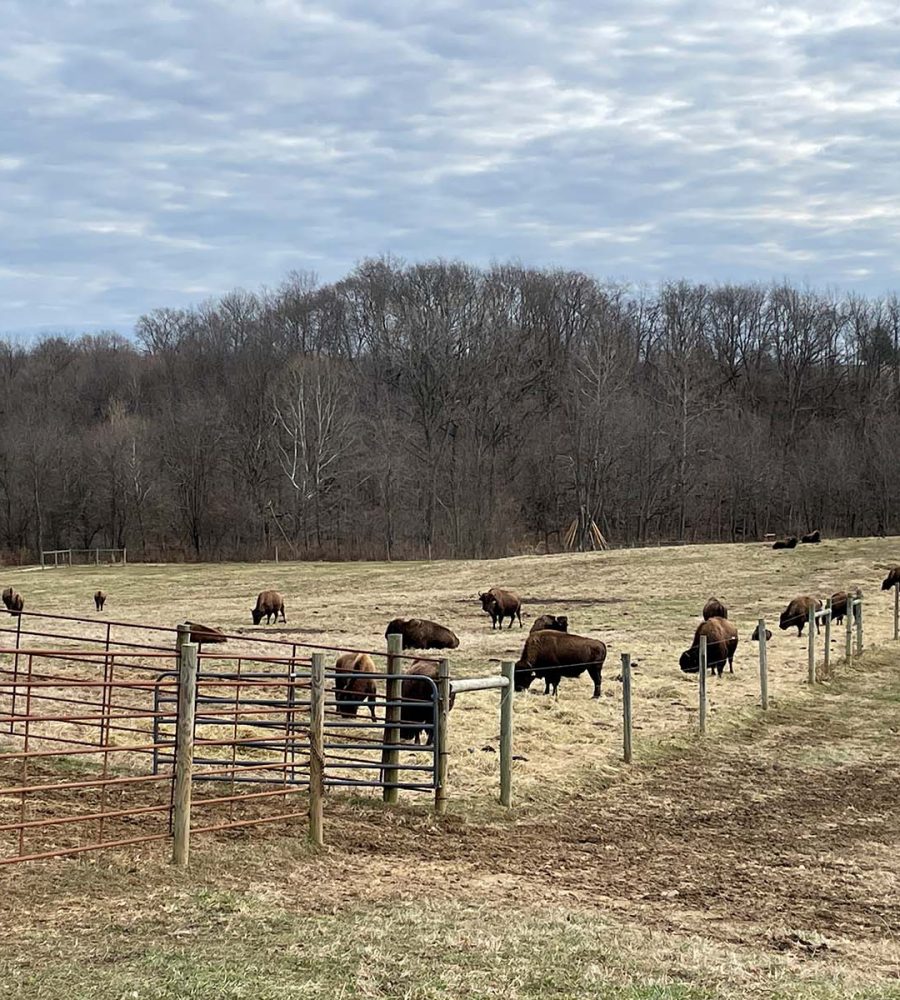 Bison grazing in rolling field at Cherokee Valley Bison Ranch
