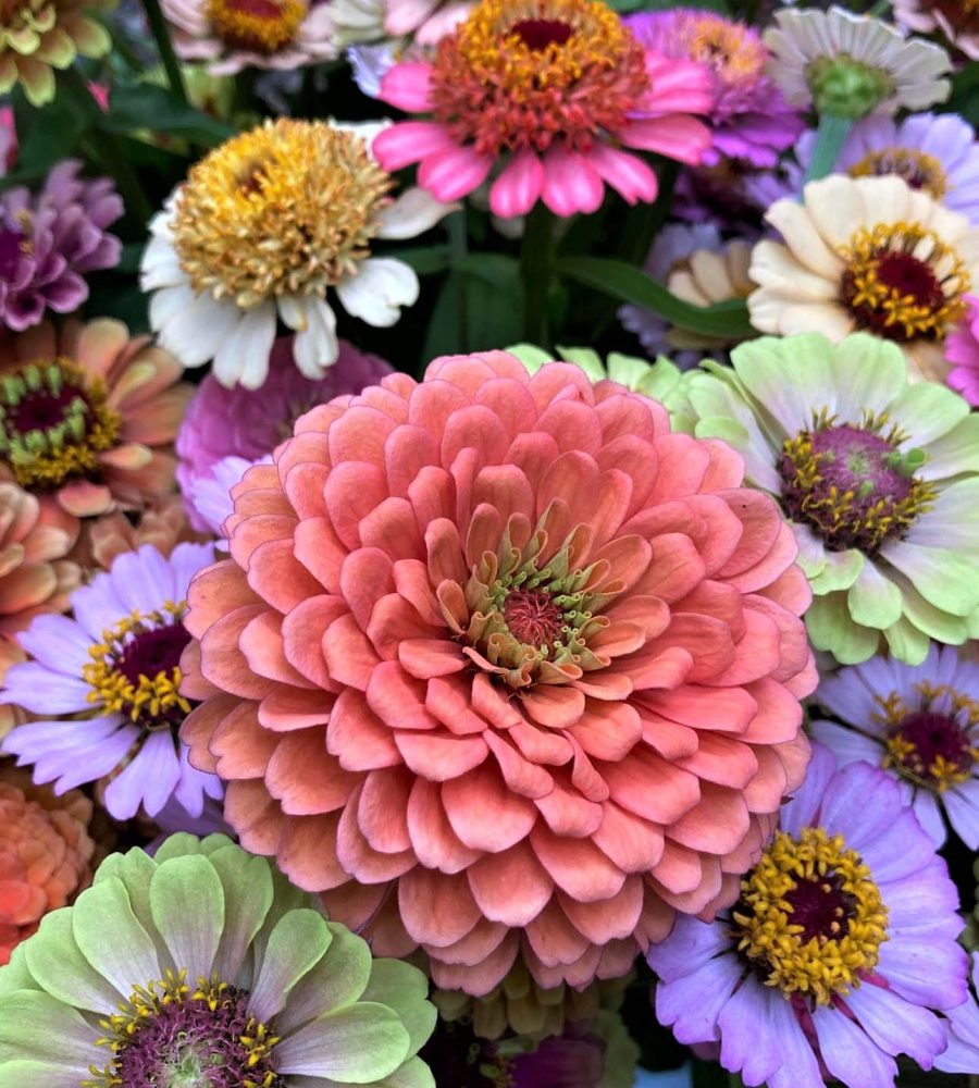 Spray of zinnia flowers grown at Down the Road Farm in New Lexington, Perry County, Ohio.