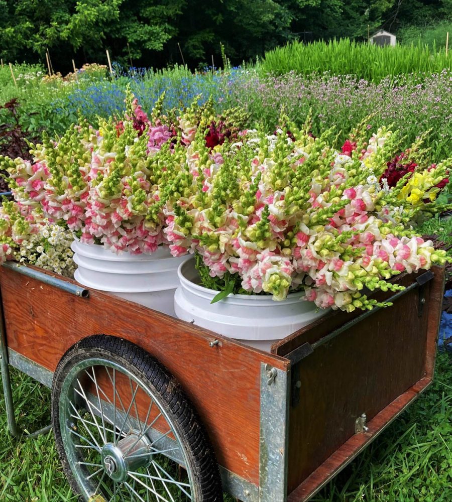 Cart filled with buckets of foxglove flowers in a field at Down the Road Farm in New Lexington, Perry County, Ohio.