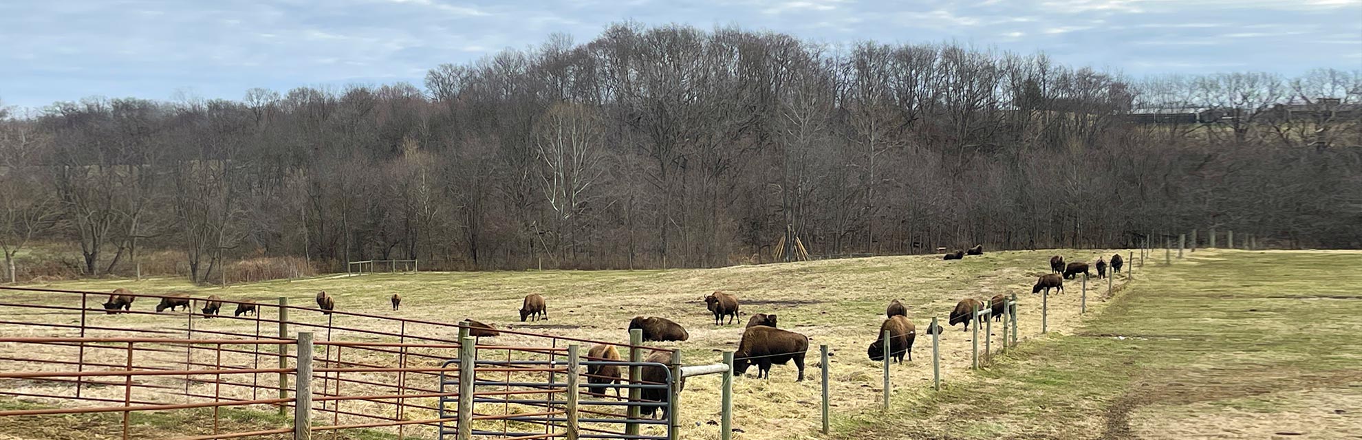 Bison grazing in rolling field at Cherokee Valley Bison Ranch