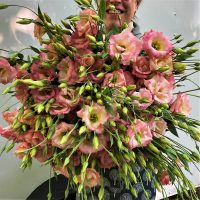 Spray of Lisianthus flowers grown at Down the Road Farm in New Lexington, Perry County, Ohio.