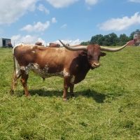 Longhorn steer looking to camera in field at Mt. Airy Beef Farm in Somerset, Perry County, Ohio.