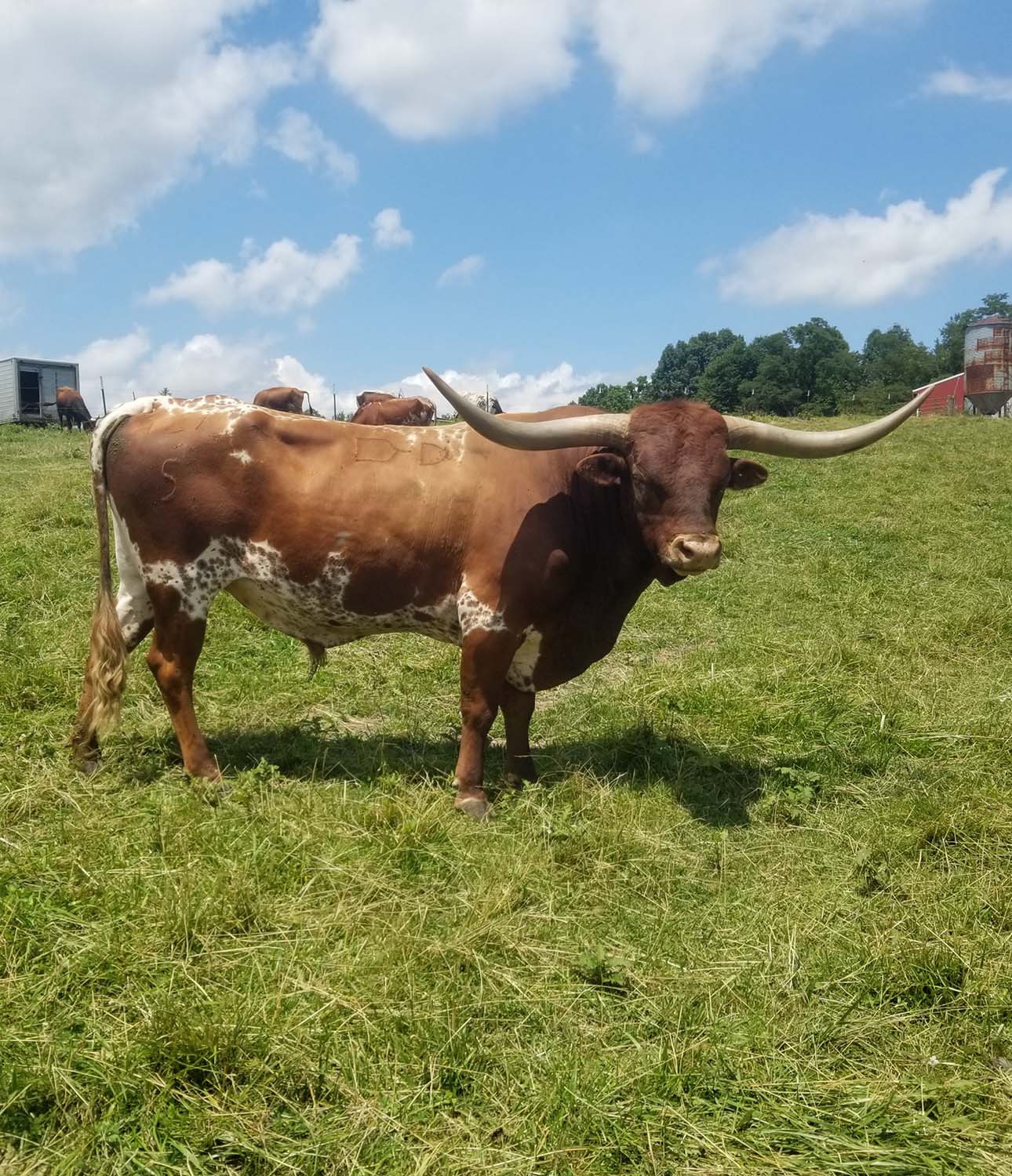 Longhorn steer looking to camera in field at Mt. Airy Beef Farm in Somerset, Perry County, Ohio.