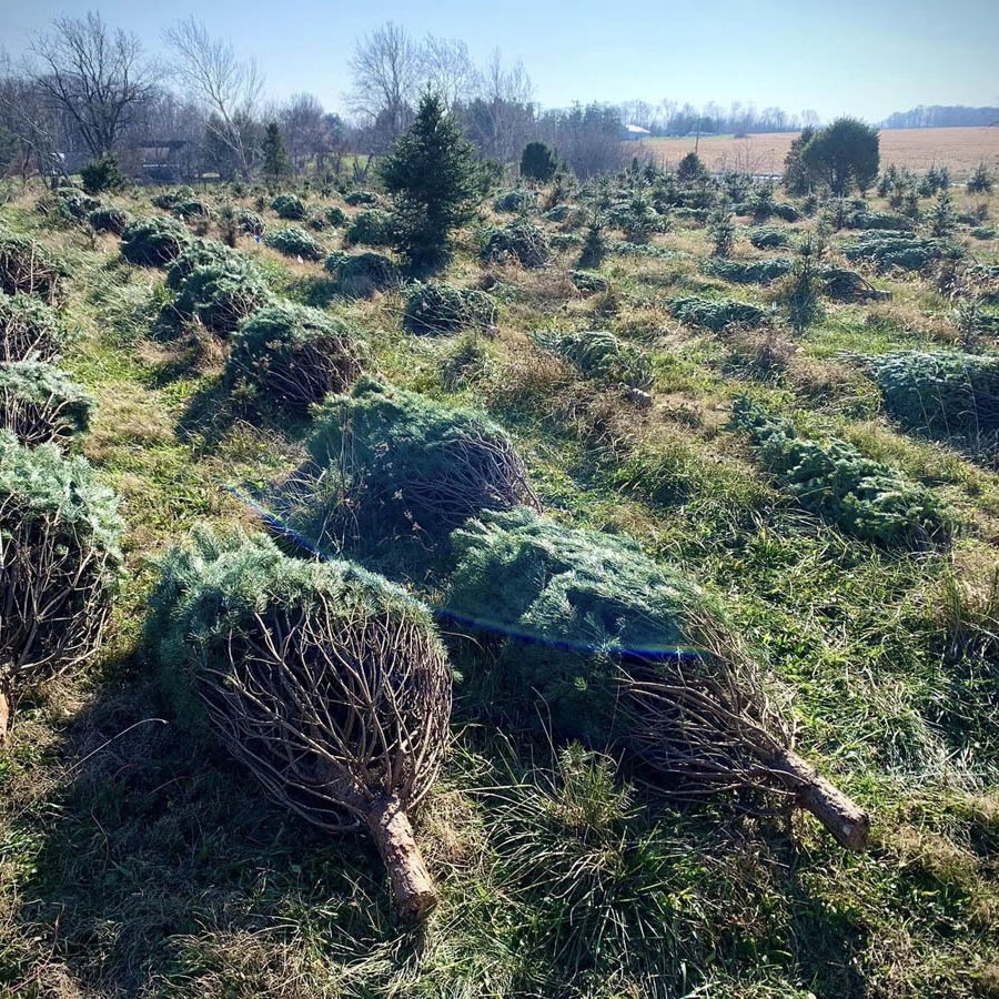 Harvested evergreen trees lying on their sides at NovelTree Farm in Thornville, Perry County, Ohio.