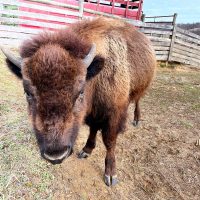 Peaches the bison enjoying hay at Cherokee Valley Bison Ranch