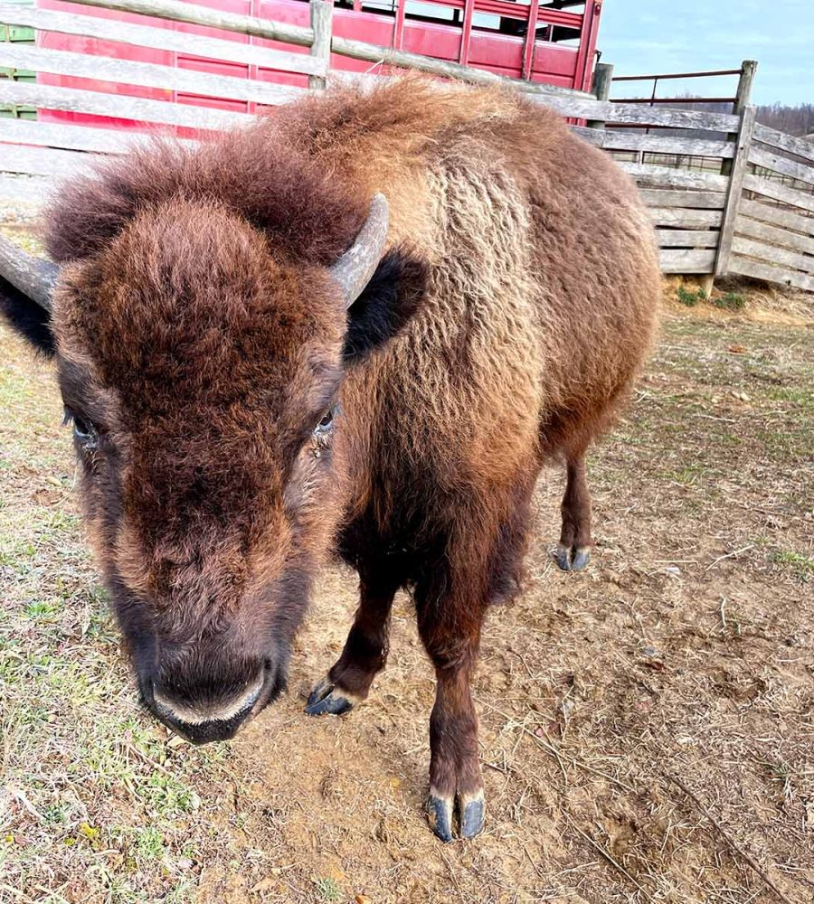 Peaches the bison enjoying hay at Cherokee Valley Bison Ranch