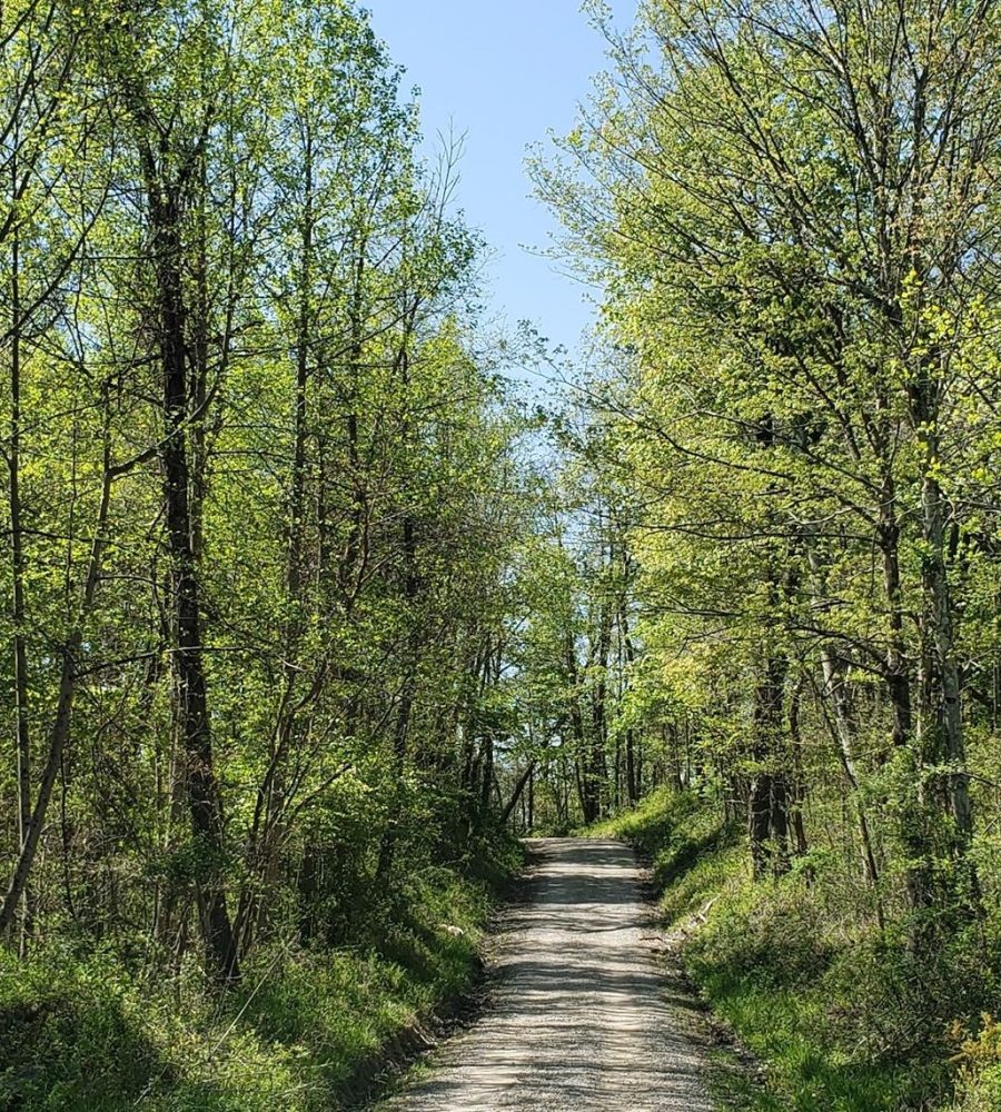 Country road between tall trees in Perry County, Ohio