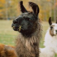 Llama Abella at the Wildwood Inn, Bed & Breakfast & Llama Farm in New Straitsville, Perry County, Ohio