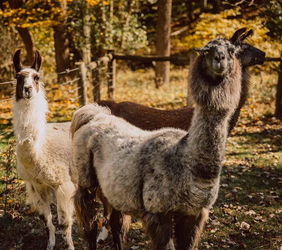 Llamas grazing at the Wildwood Inn, Bed & Breakfast & Llama Farm in New Straitsville, Perry County, Ohio