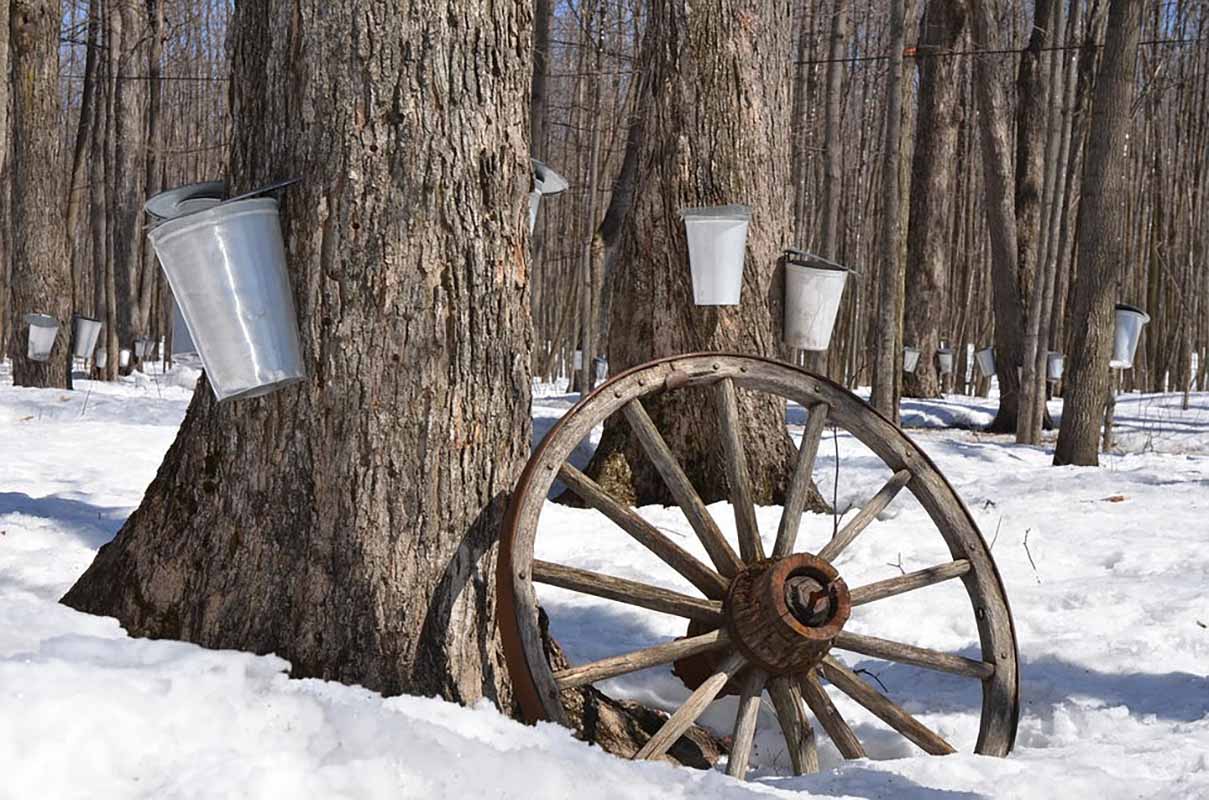 Buckets hung on maple trees in winter to collect sap.