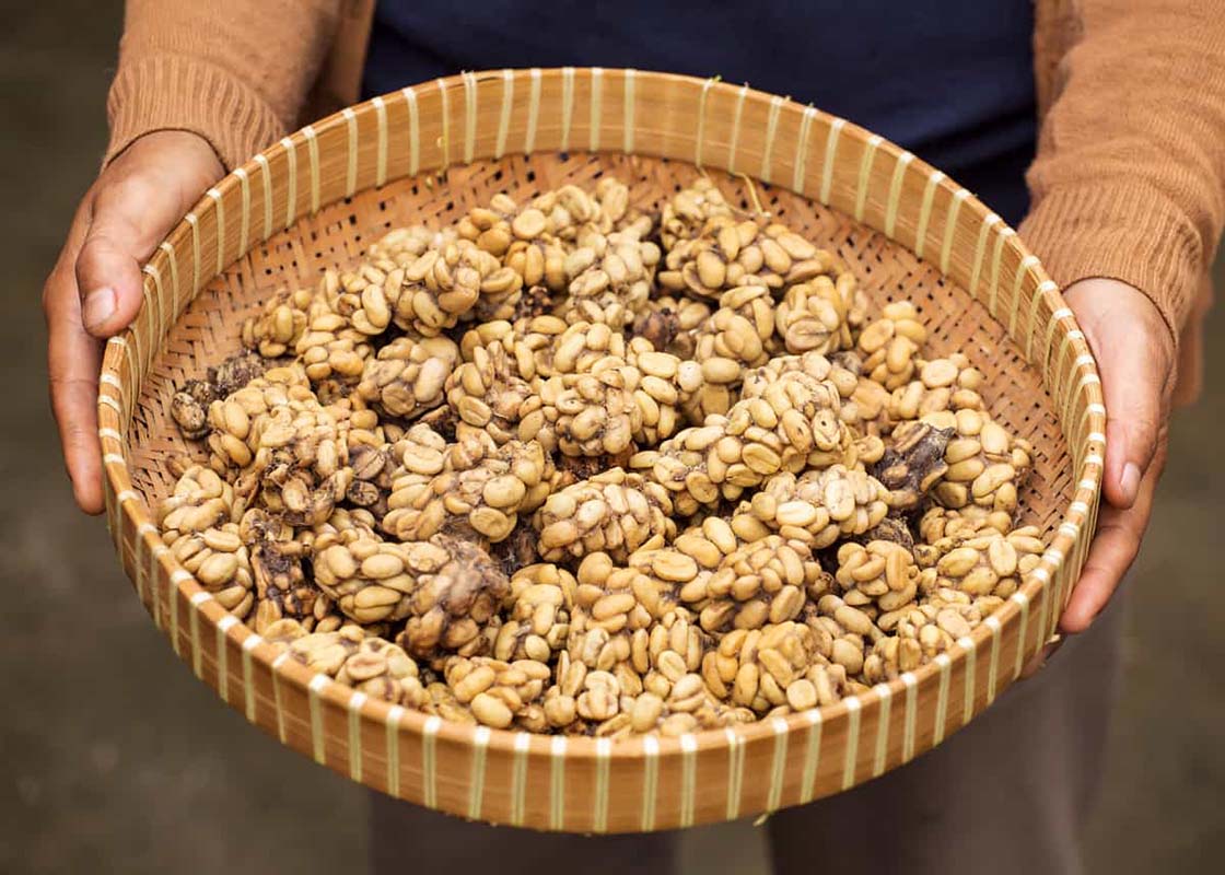 Hands holding a woven basket with civet cat coffee beans