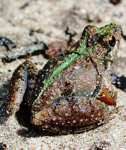 Eastern cricket frog sitting on rock.