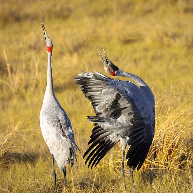 Birds in mating dance in a field