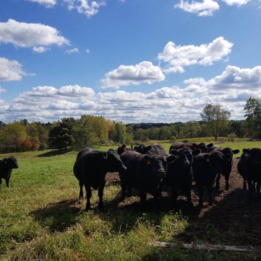 Cattle grazing at Acres of Nature in Perry County, Ohio.