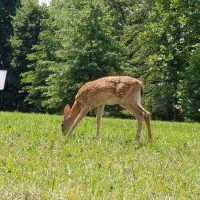 Fawn wandering the open field at Acres of Nature in Perry County, Ohio.