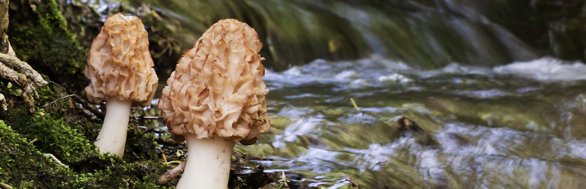 Two Morel mushrooms on the bank of a flowing stream.