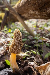 Morel mushroom near fallen tree.