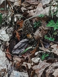 Morel mushroom surrounded by fallen leaves.