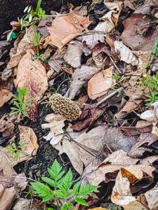 Morel mushroom surrounded by fallen leaves.