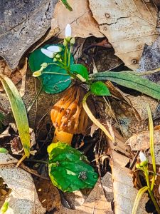 Morel mushroom near spring foliage.