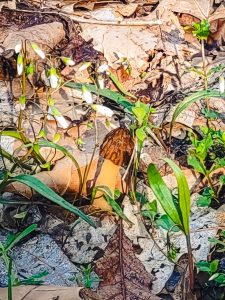 Morel mushroom near spring foliage, surrounded by fallen leaves.